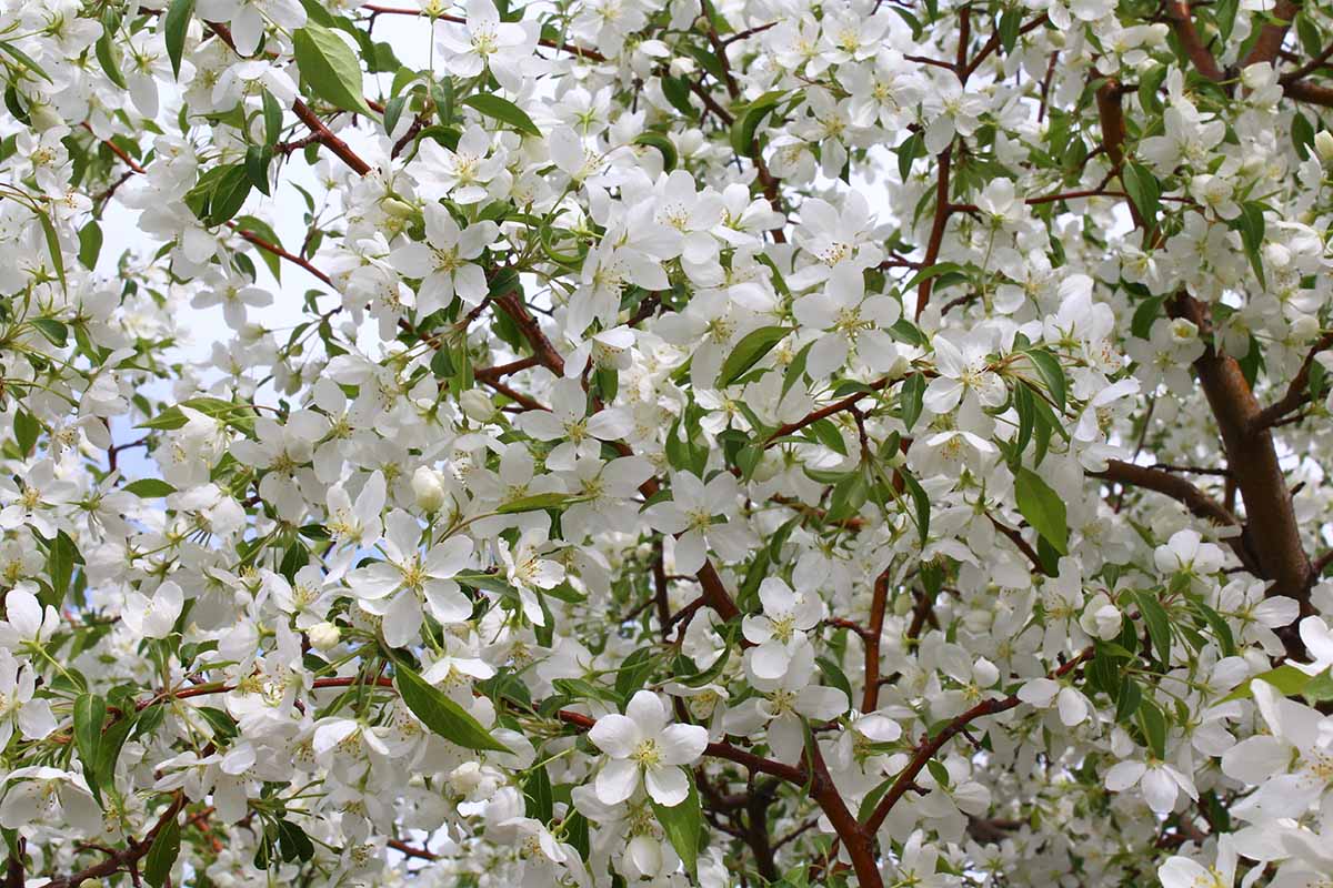 A close up horizontal image of a crabapple tree covered in white blossom in spring.