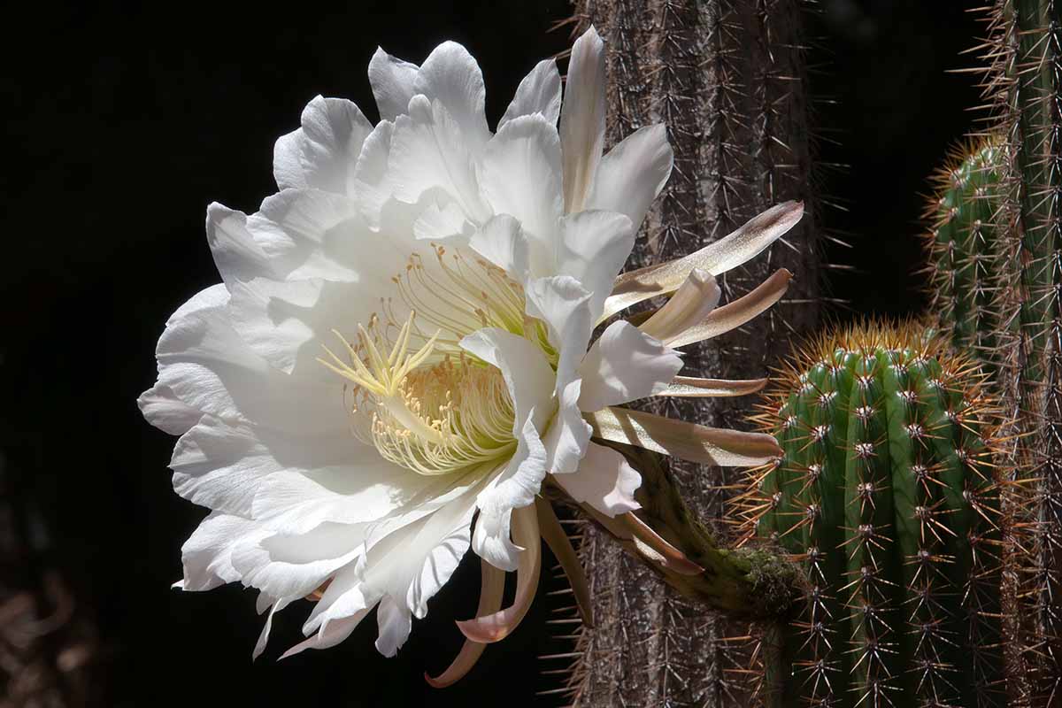 A close up horizontal image of a white flower on a cactus pictured on a dark background.