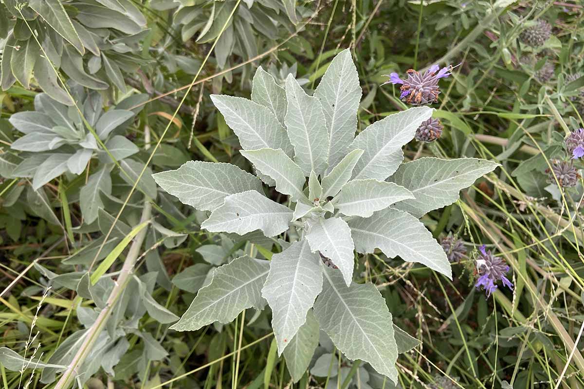 A horizontal image of white sage growing in a mixed garden border.