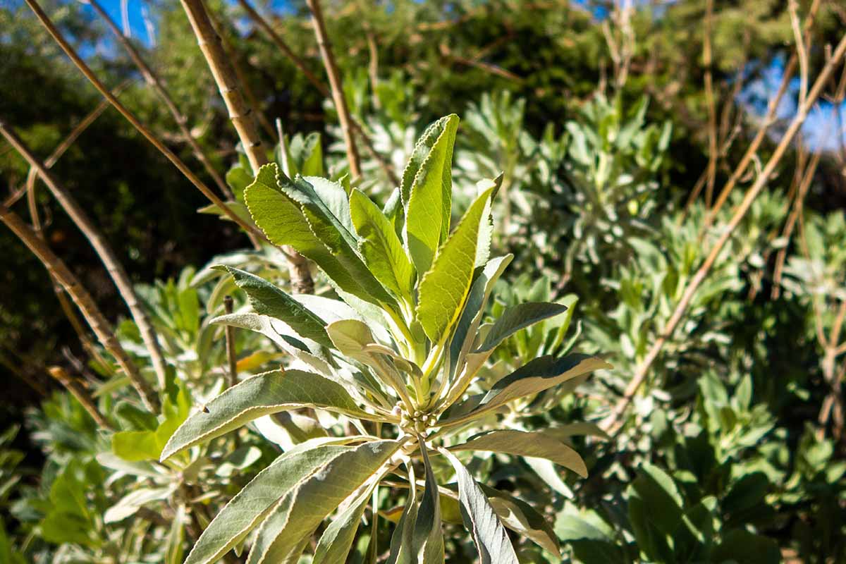 A horizontal image of a mature white sage (Salvia apiana) plant with woody stems pictured in a sunny garden.