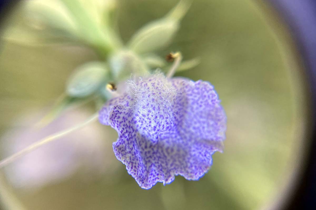 A close up horizontal image of a tiny purple spotted white sage flower petal pictured on a soft focus background.
