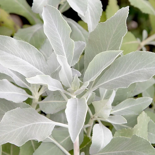 A close up square image of white sage growing in the garden.