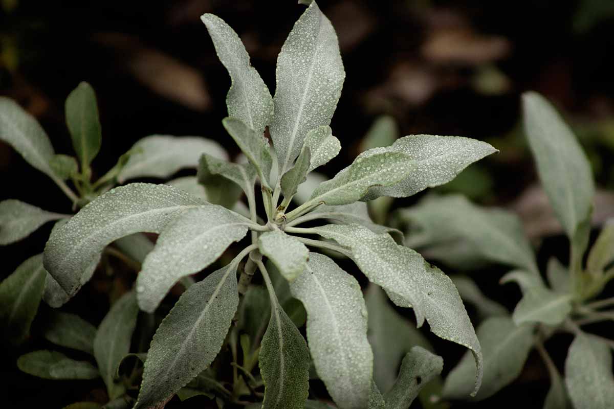 A close up horizontal image of a white sage (Salvia apiana) plant with droplets of water on the leaves.