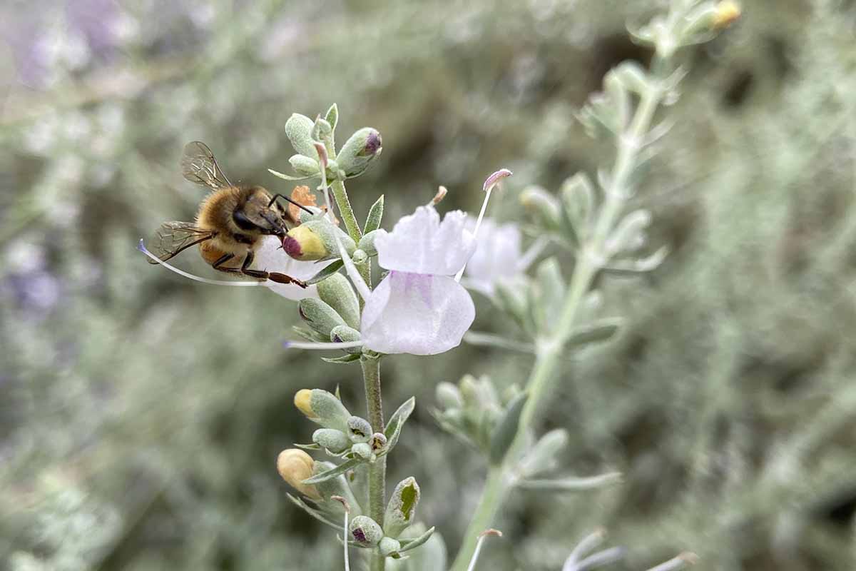 A close up horizontal image of a bee feeding from a white sage (Salvia apiana) flower pictured on a soft focus background.