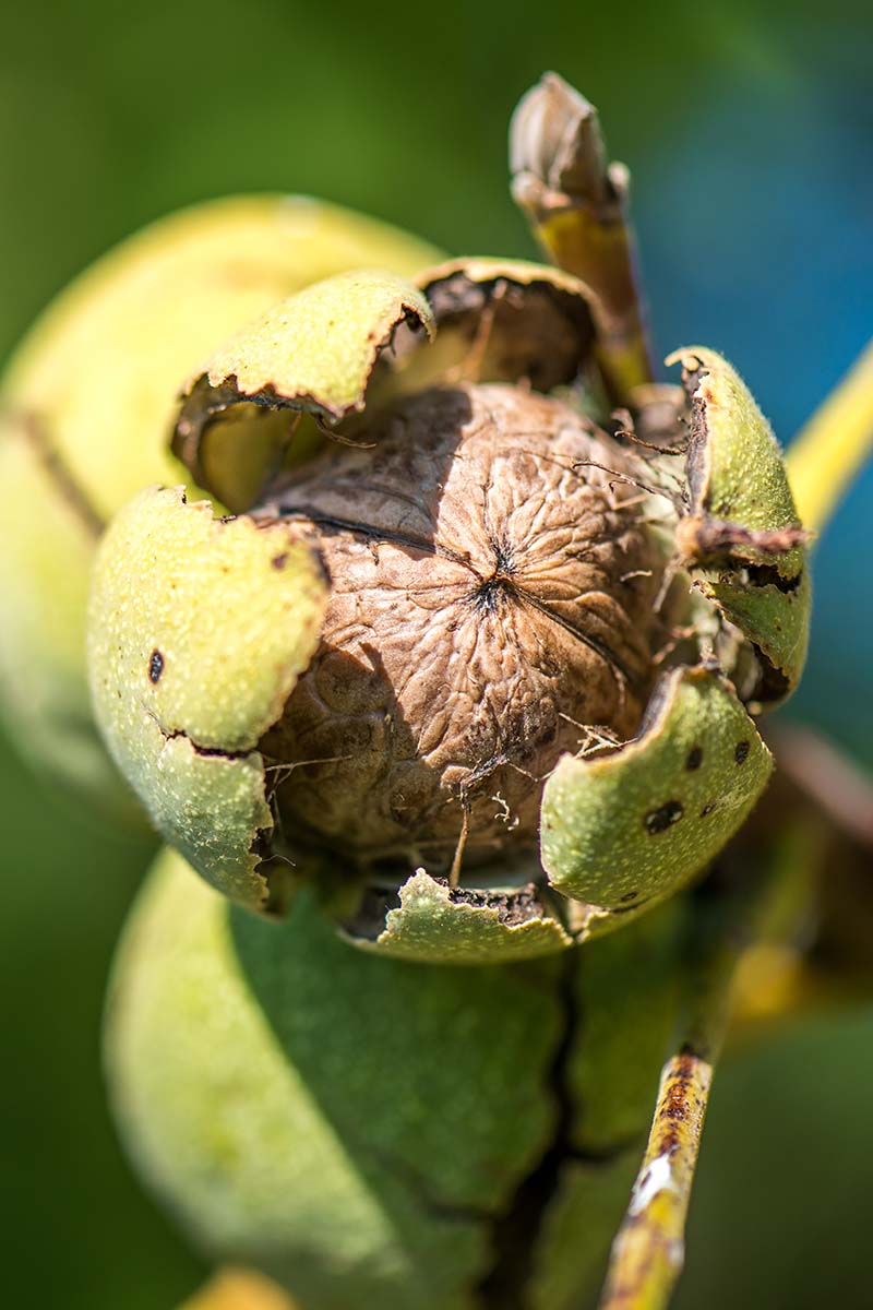 A close up vertical image of a ripe white walnut cracking open, ready for harvest pictured in light sunshine on a soft focus background.
