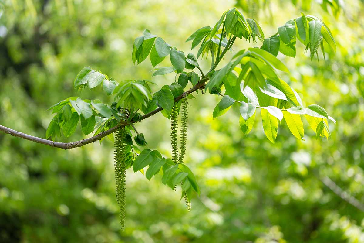 A close up horizontal image of the branch of a white walnut (butternut) with catkins, pictured on a soft focus background.