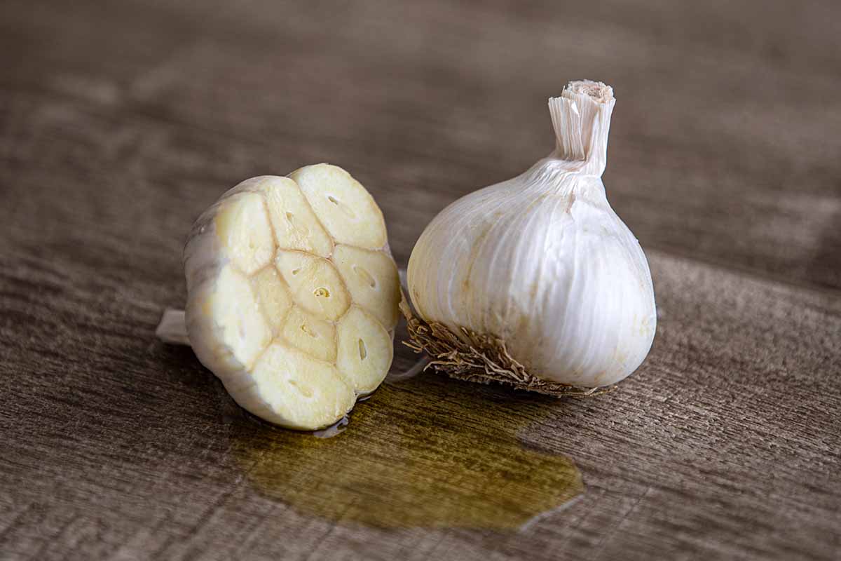 A close up horizontal image of a whole garlic bulb set on a wooden surface with one cut in half beside it.