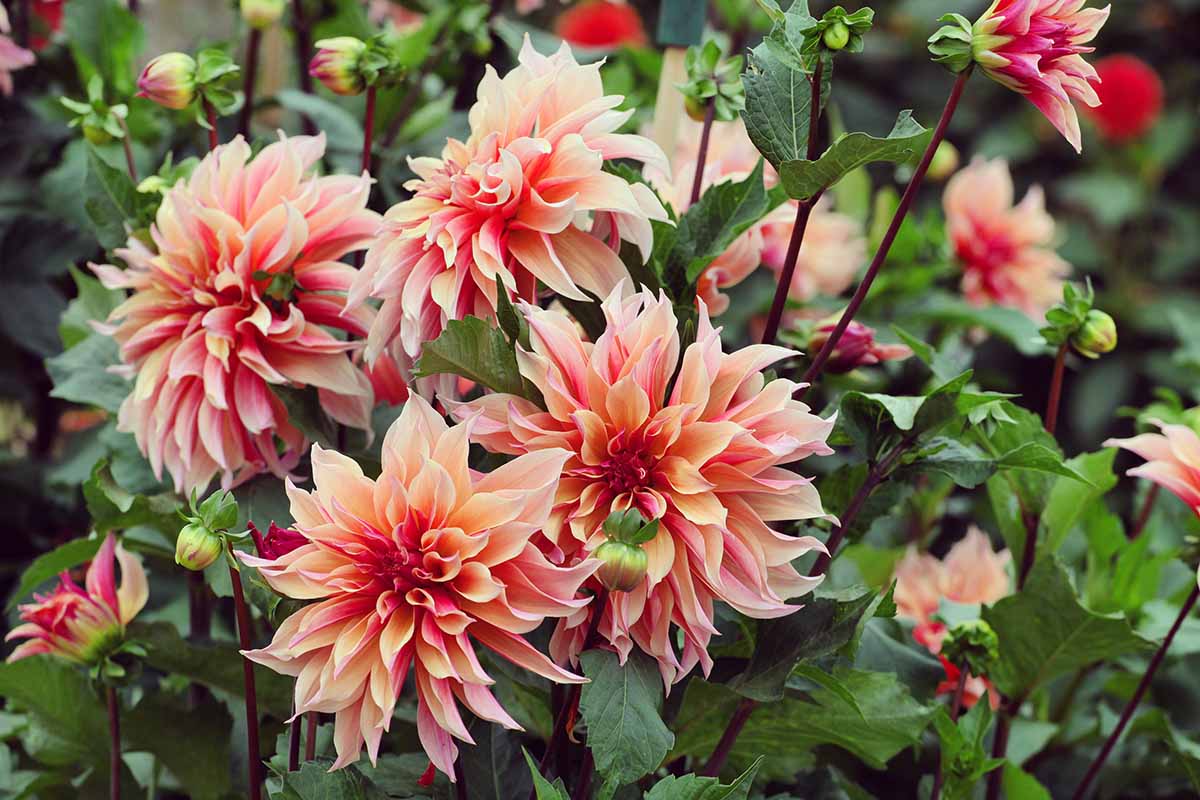 A close up horizontal image of 'Labyrinth' dahlia flowers growing in the garden pictured on a soft focus background.