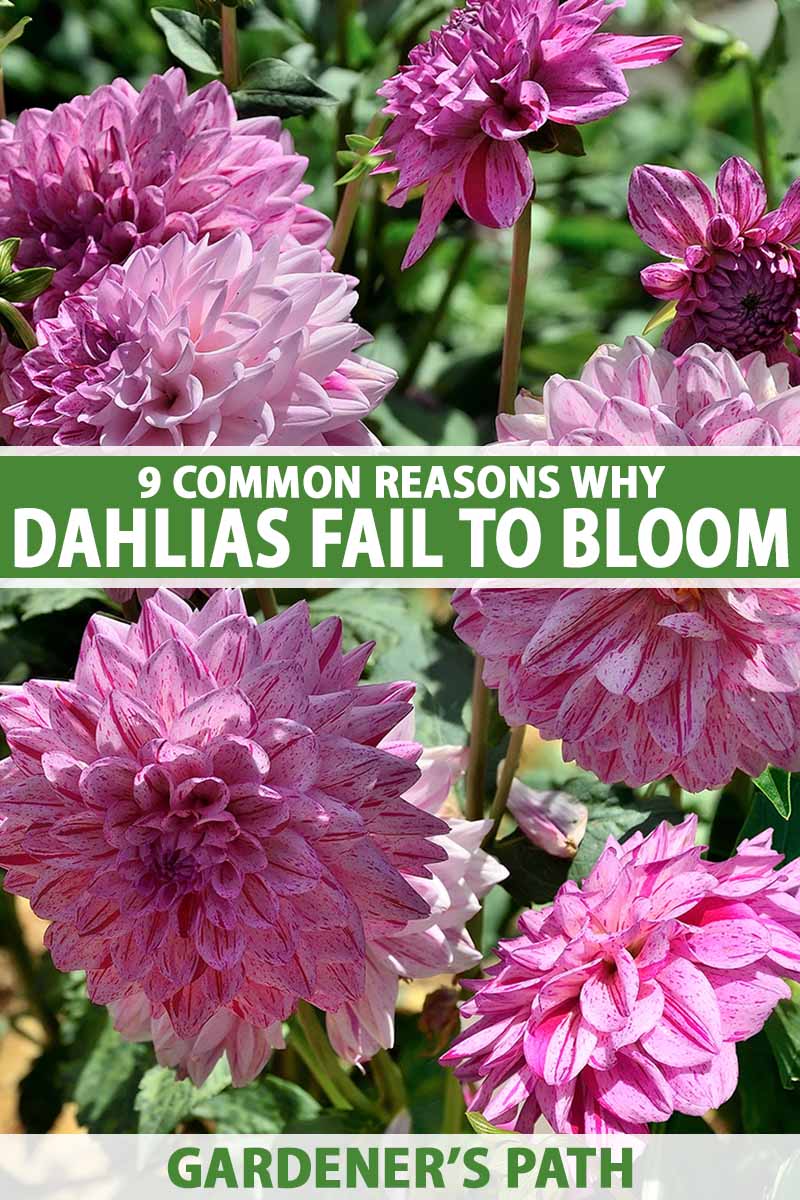 A close up vertical image of pink and purple bicolored dahlias growing in the garden pictured in bright sunshine. To the center and bottom of the frame is green and white printed text.