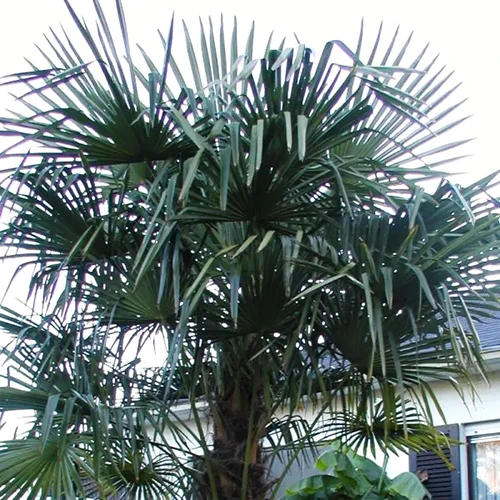 A square image of a windmill palm growing outside a residence.