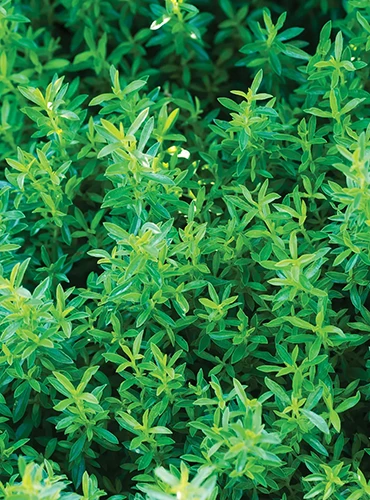 A close up of winter savory foliage pictured outdoors.