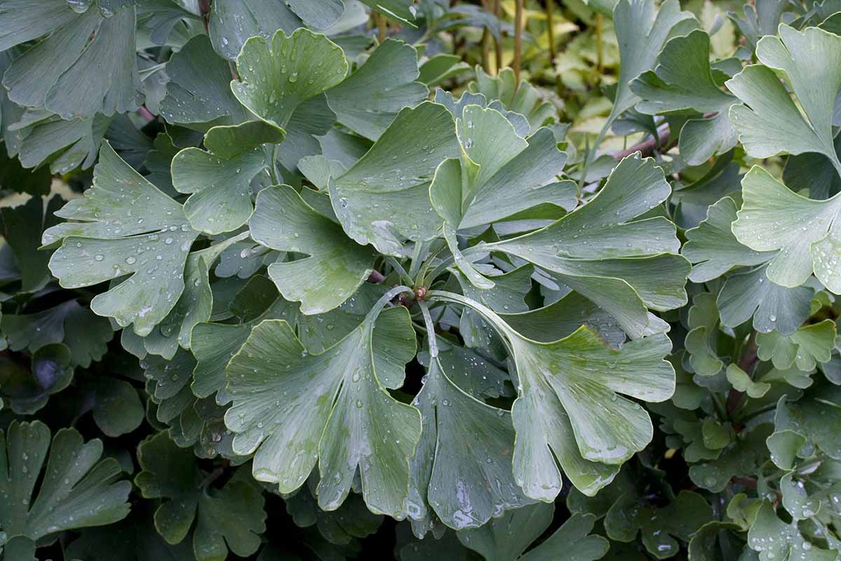 A close op of the green foliage of a 'Witch's Broom' ginkgo tree with droplets of water on the leaves.
