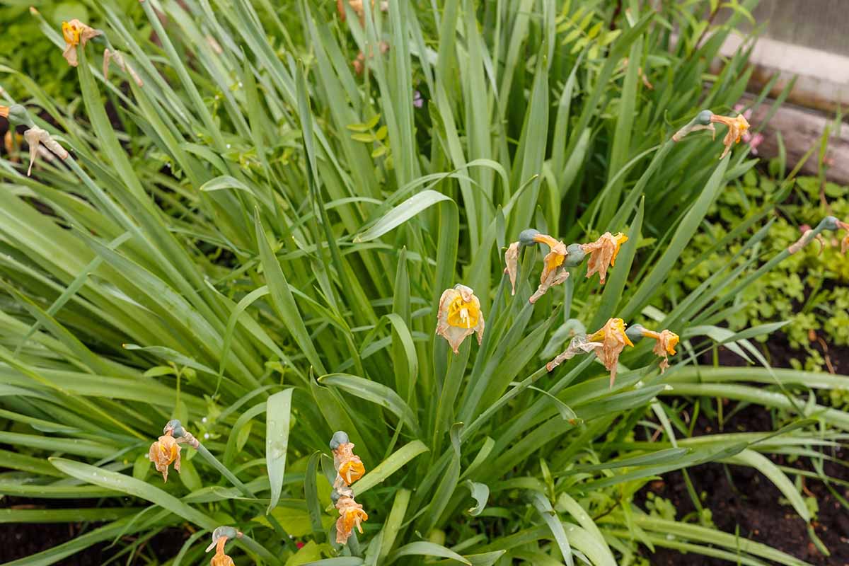 A horizontal image of withered narcissus flowers in an outdoor garden.
