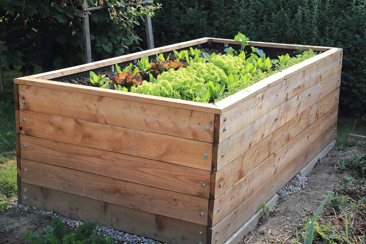 A close up horizontal image of a large wooden raised garden bed growing a variety of different lettuces.