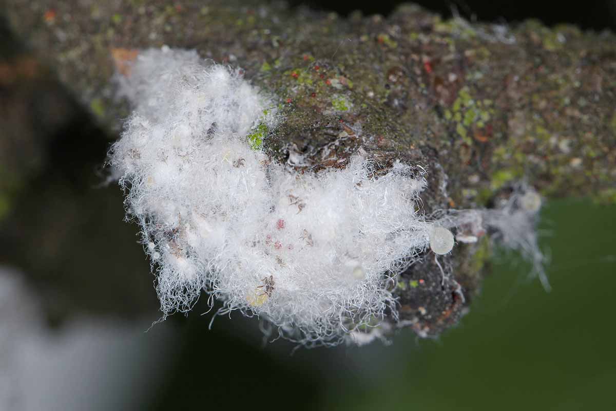 A close up horizontal image of a cluster of woolly aphids on a branch.