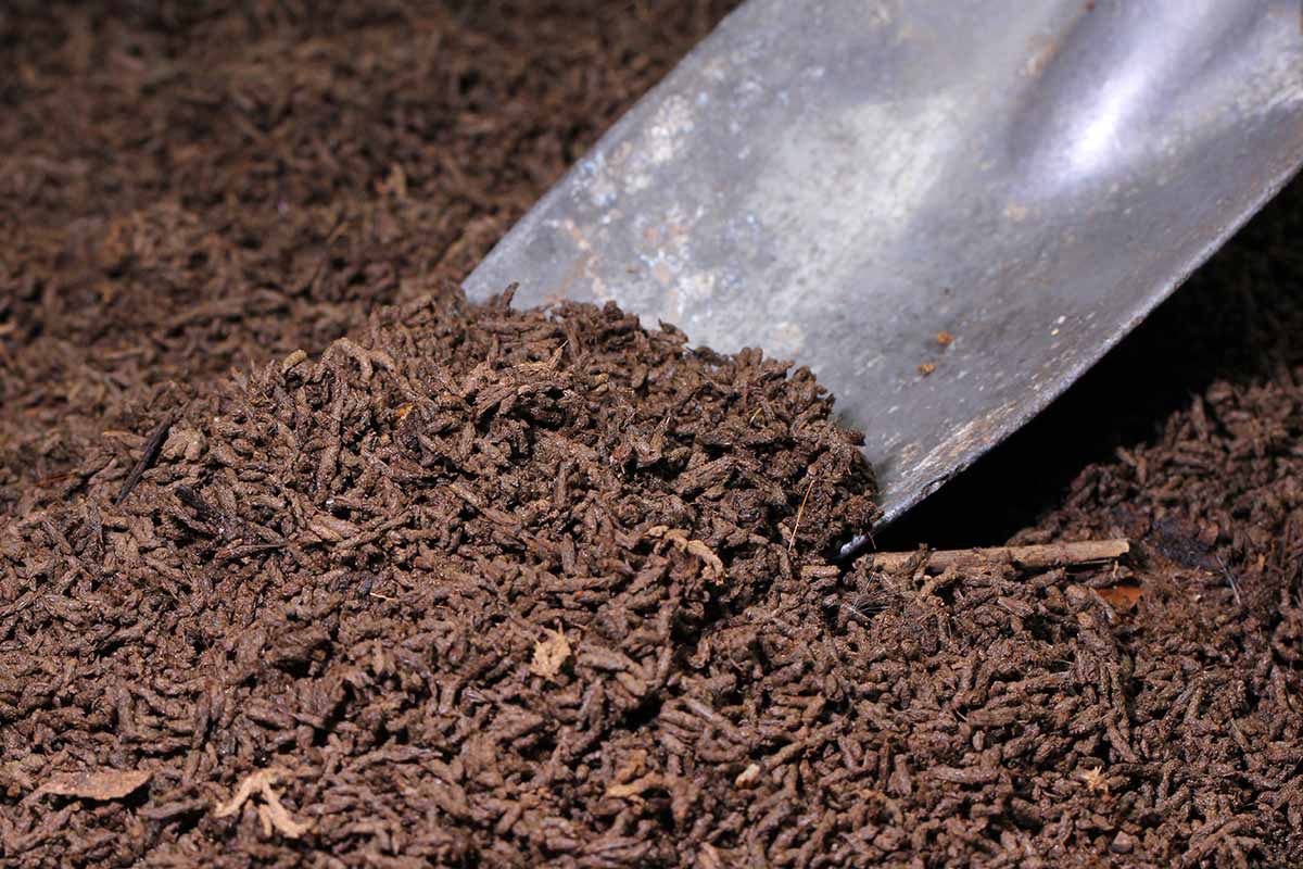 A close up horizontal image of a metal spade digging into worm castings.