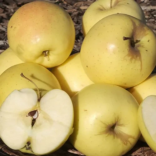 A close up square image of a pile of 'Yellow Delicious' apples freshly harvested.