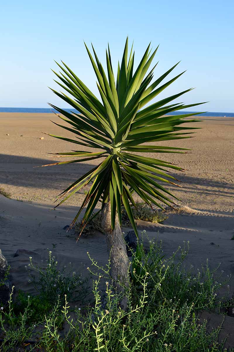 A vertical image of a yucca plant growing wild by the side of a beach with the ocean in the background.