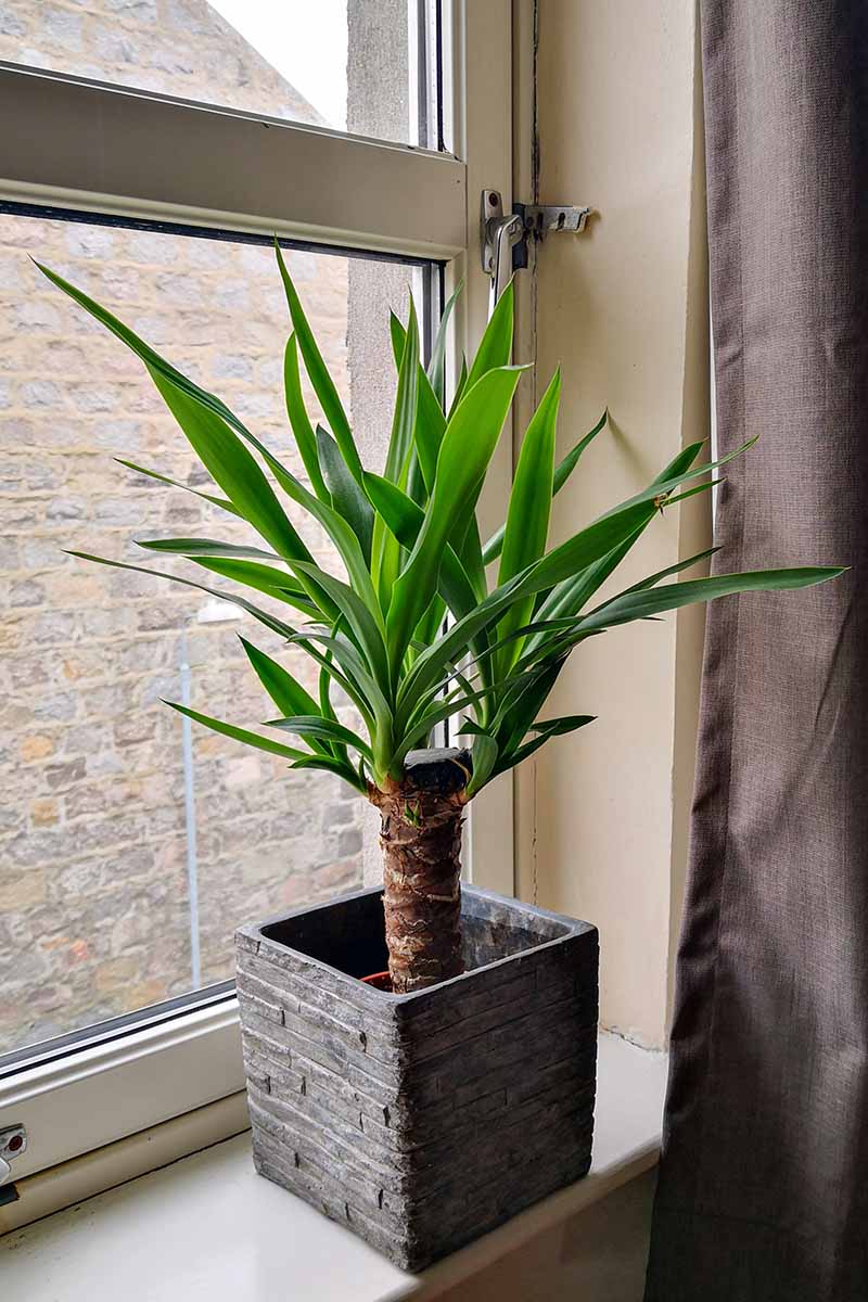 A close up vertical image of a small yucca plant growing in a square pot indoors on a windowsill.