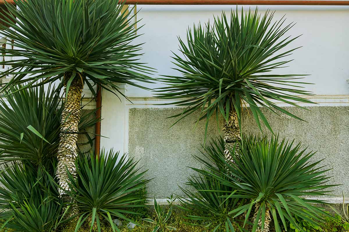 A horizontal image of yucca plants growing outside a residence.