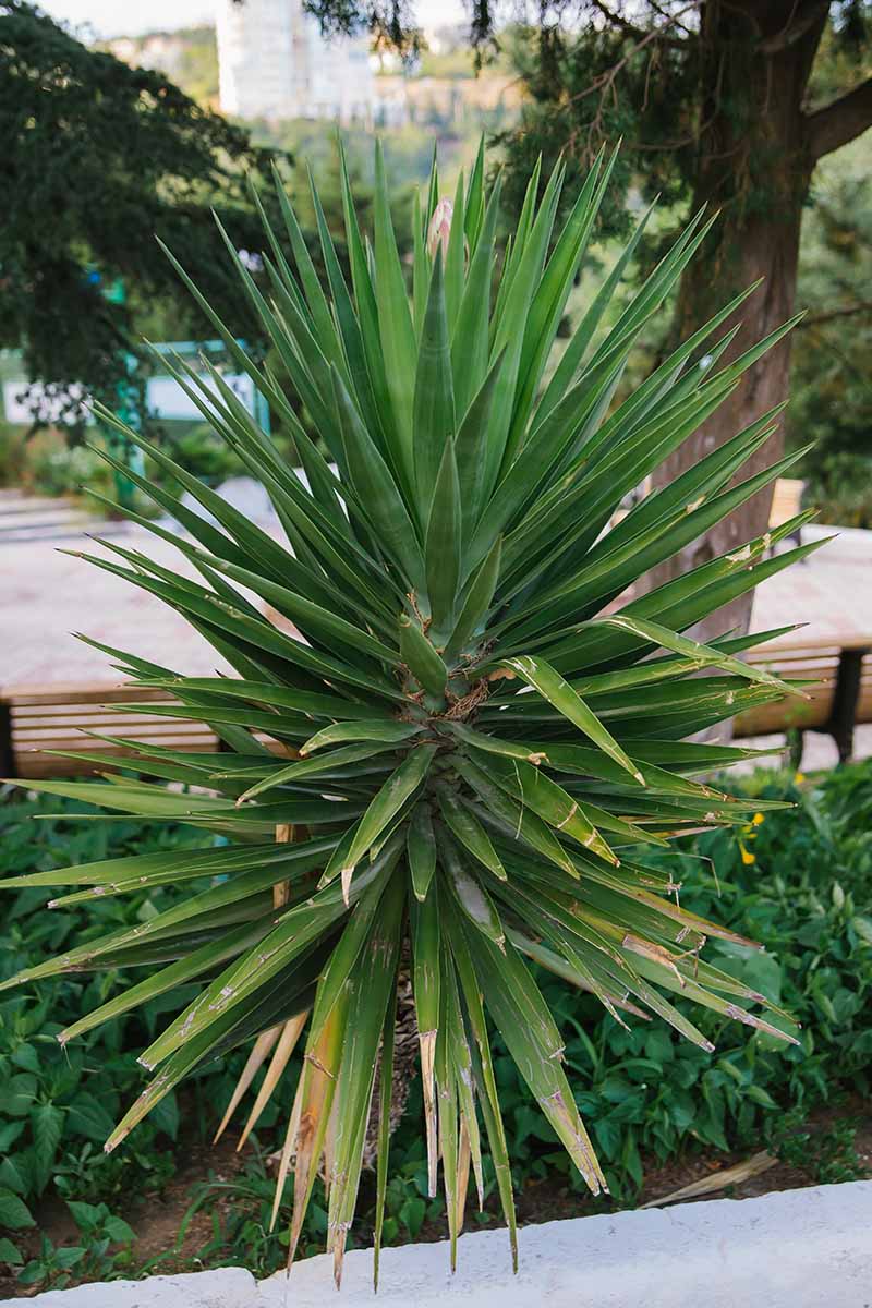 A close up vertical image of a yucca plant with yellowing leaves growing in a border.