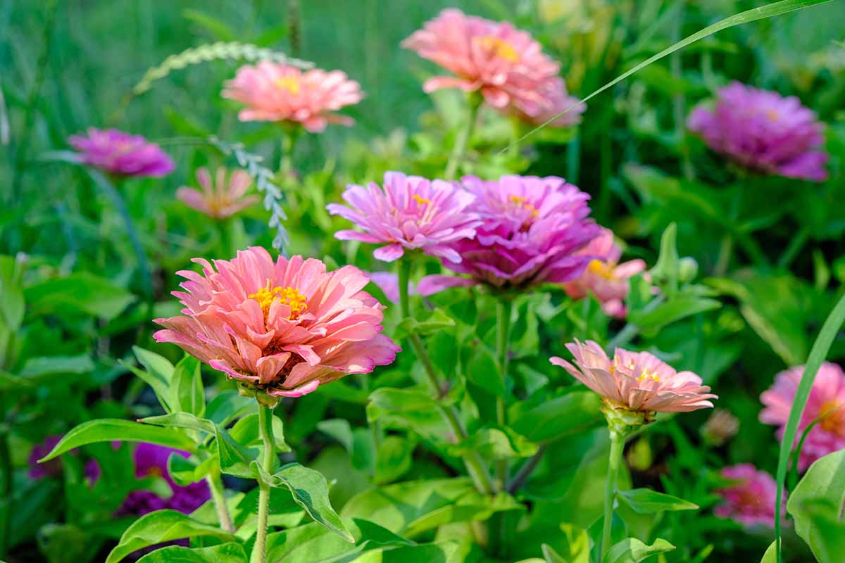 A close up horizontal image of colorful zinnias growing in the garden.