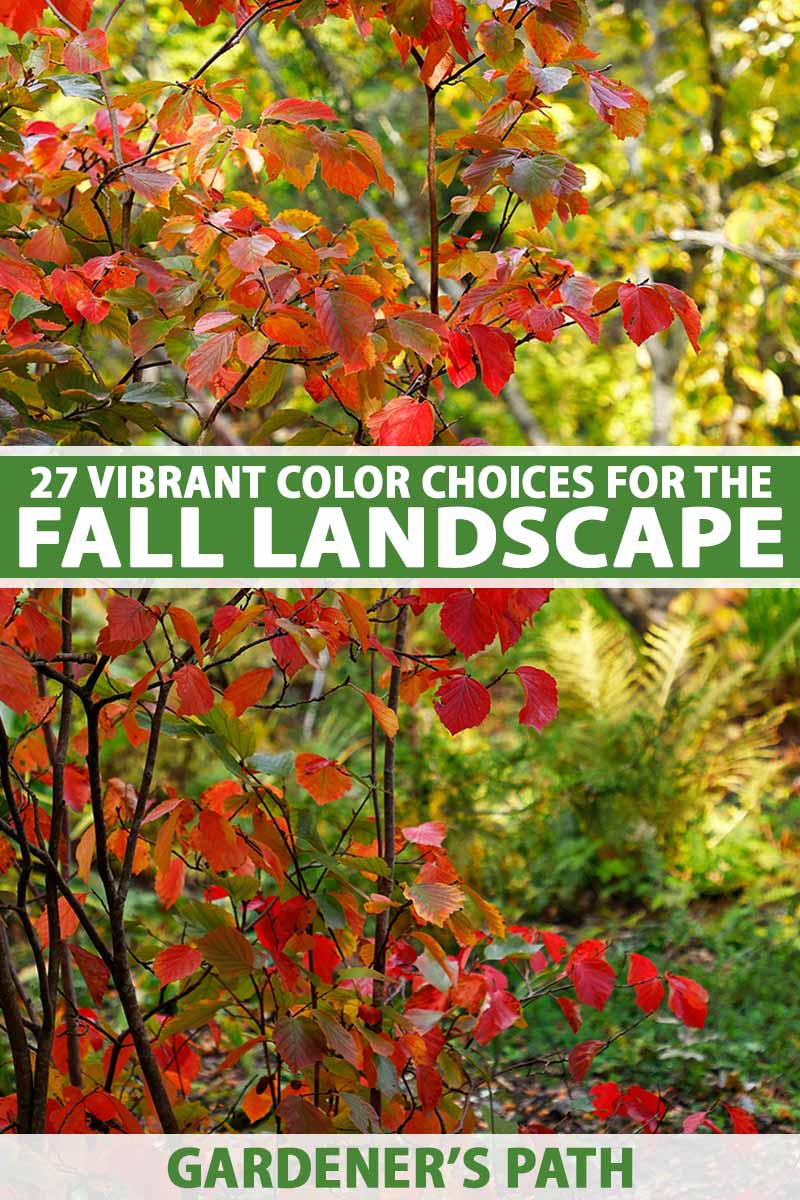 A close up vertical image of the bright red fall foliage of a shrub in the garden pictured in light sunshine. To the center and bottom of the frame is green and white printed text.