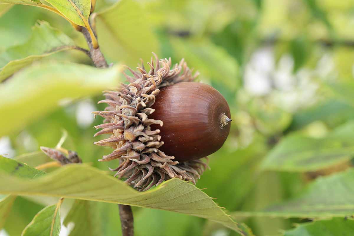 A close up horizontal image of a developing acorn of the sawtooth oak (Quercus acutissima) with foliage in soft focus in the background.