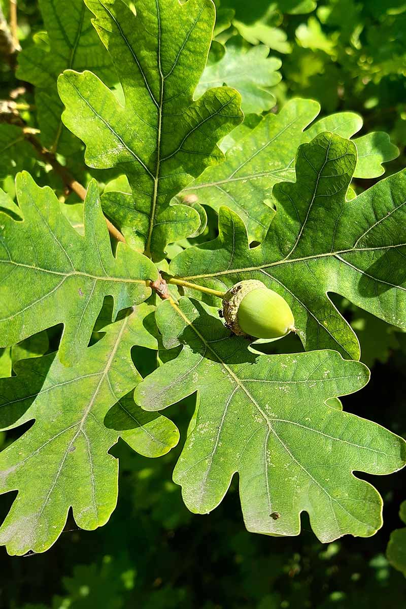 A close up vertical image of an acorn of a white oak (Quercus alba) with large green leaves surrounding it.