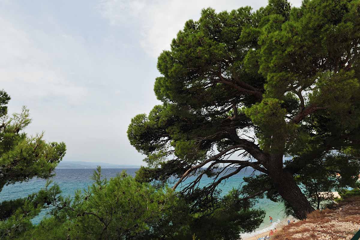 A horizontal image of Pinus halepensis growing out from a beachside cliff next to other evergreens.