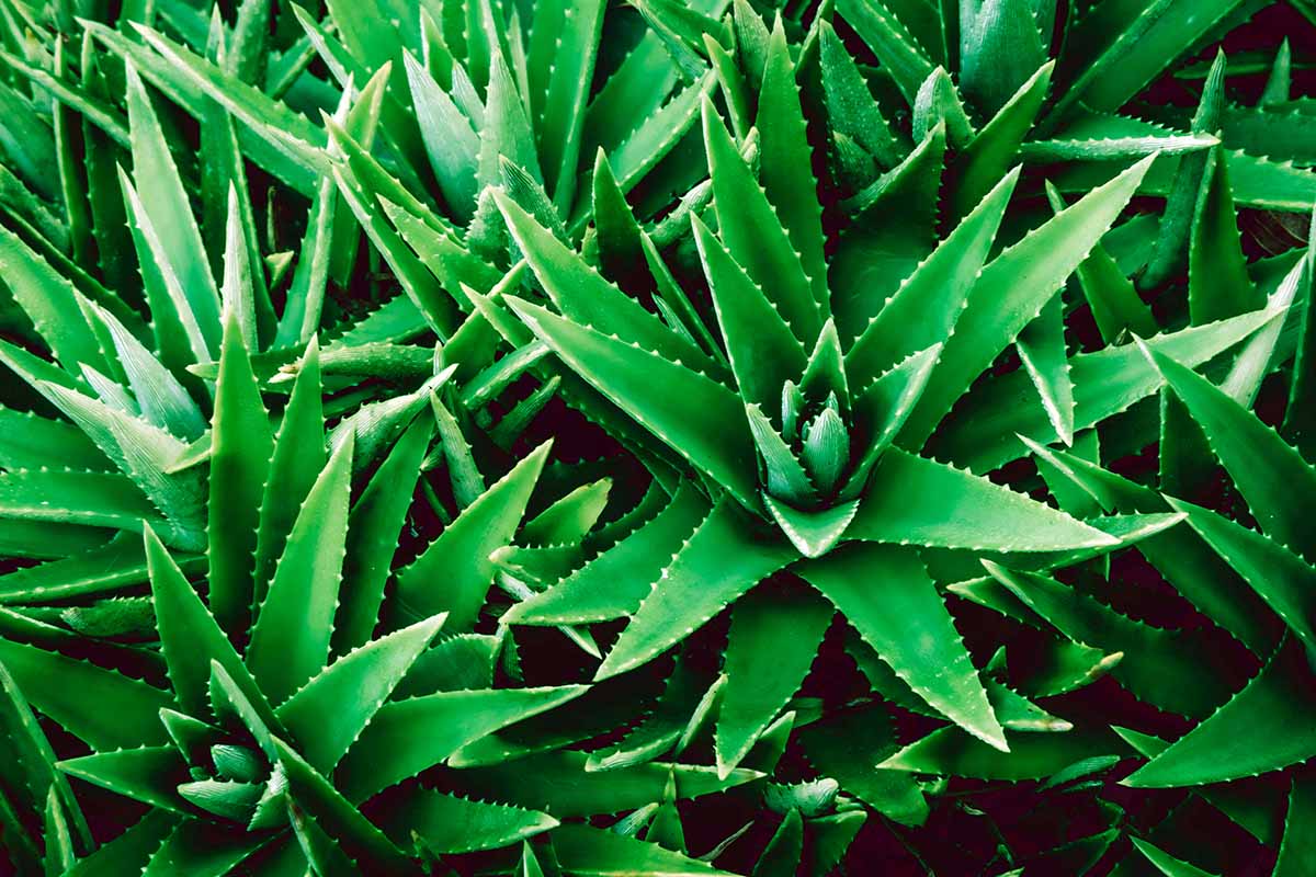 A close up horizontal image of densely packed succulent plants growing in the garden.