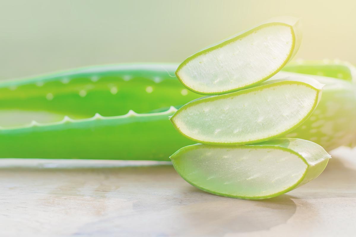 A close up horizontal image of sliced succulent leaves set on a kitchen counter showing the cross section.