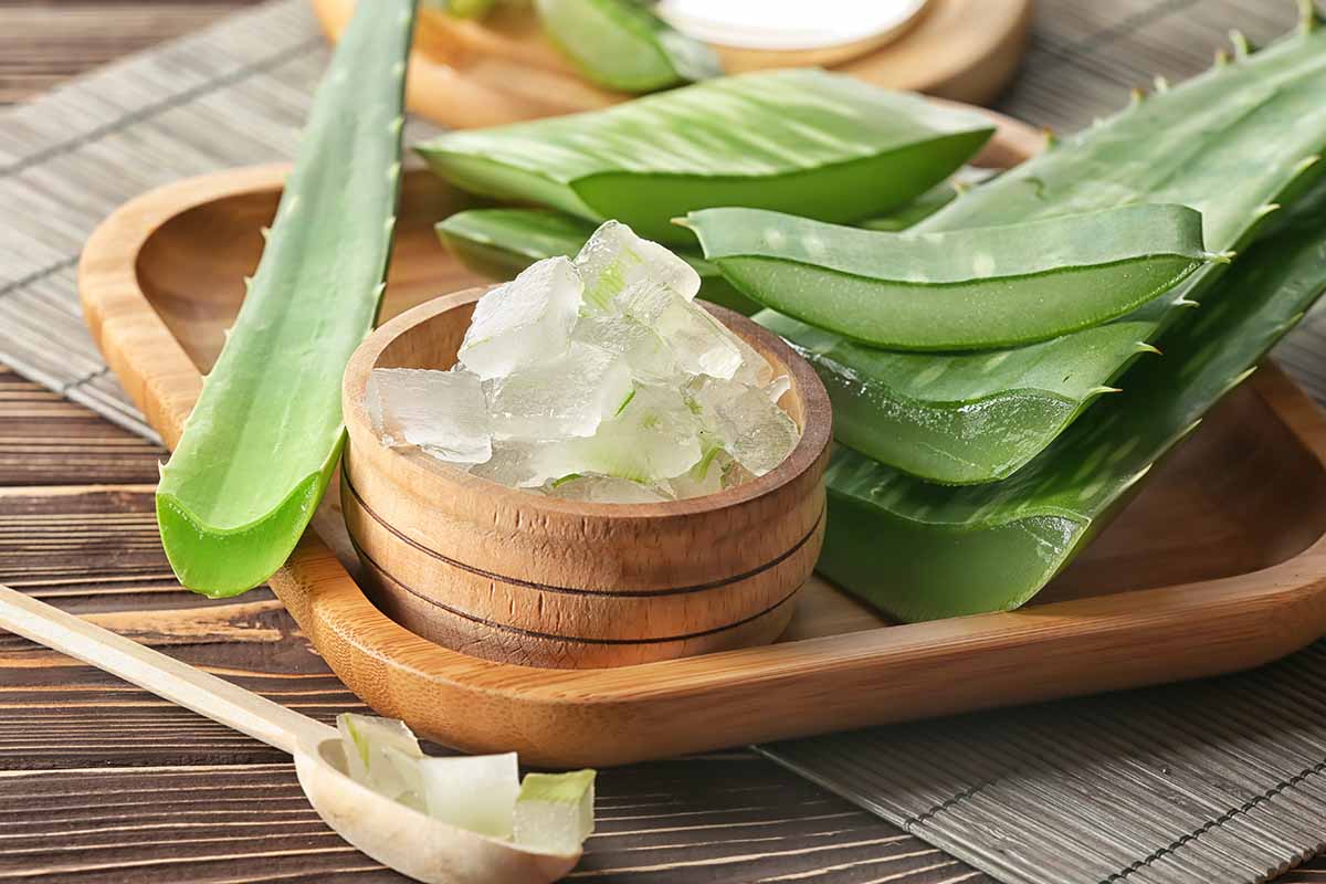 A close up horizontal image of aloe vera leaves harvested from the plant, sliced, and set on a wooden tray with ice.