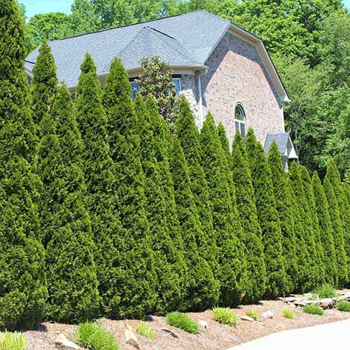 A square image of a row of American arborvitae trees growing outside a residence.