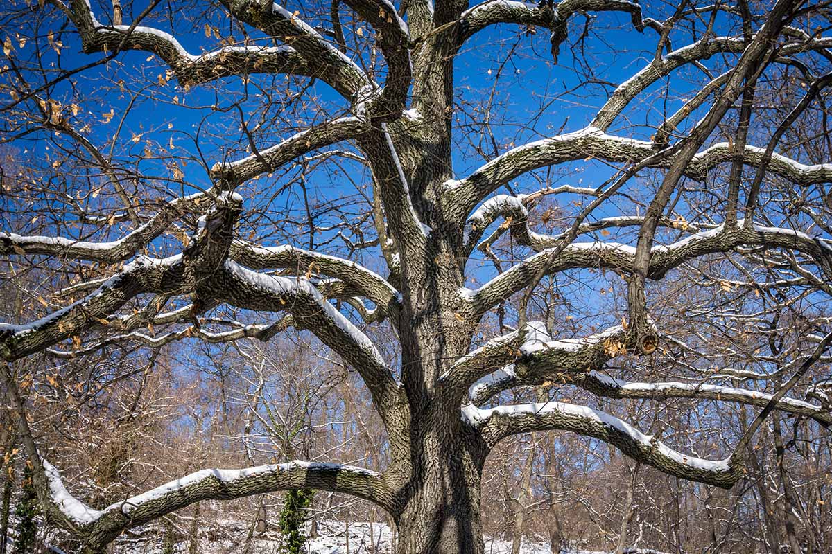 A horizontal image of an American elm tree with branches covered in snow, pictured in bright sunshine on a blue sky background.