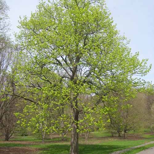 A square image of an American linden tree growing in a park.