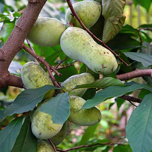 A close up square image of the fruits and foliage of an American pawpaw tree.