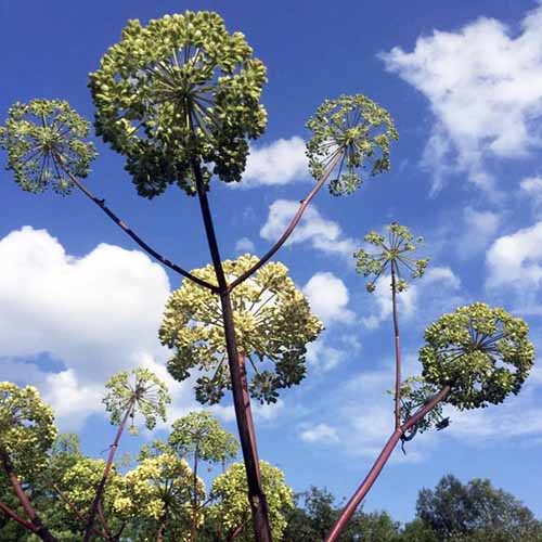 A square image of angelica flowers pictured on a blue sky background.