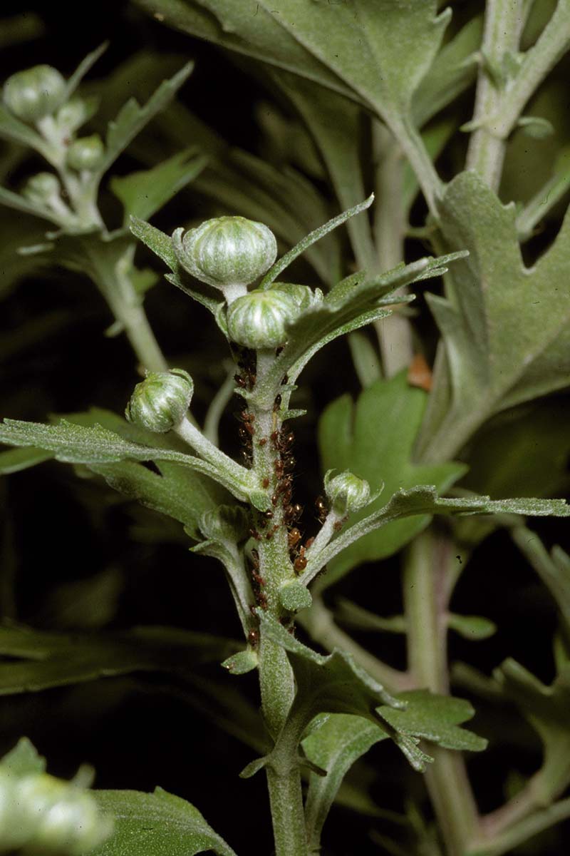 A vertical image of aphids infesting a chrysanthemum bud pictured on a dark background.