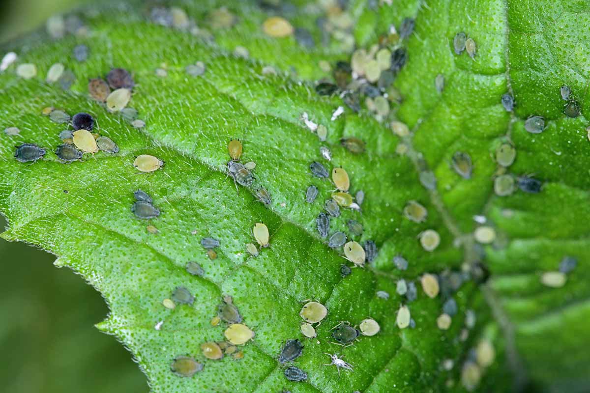 A close up horizontal image of aphids infesting a leaf.