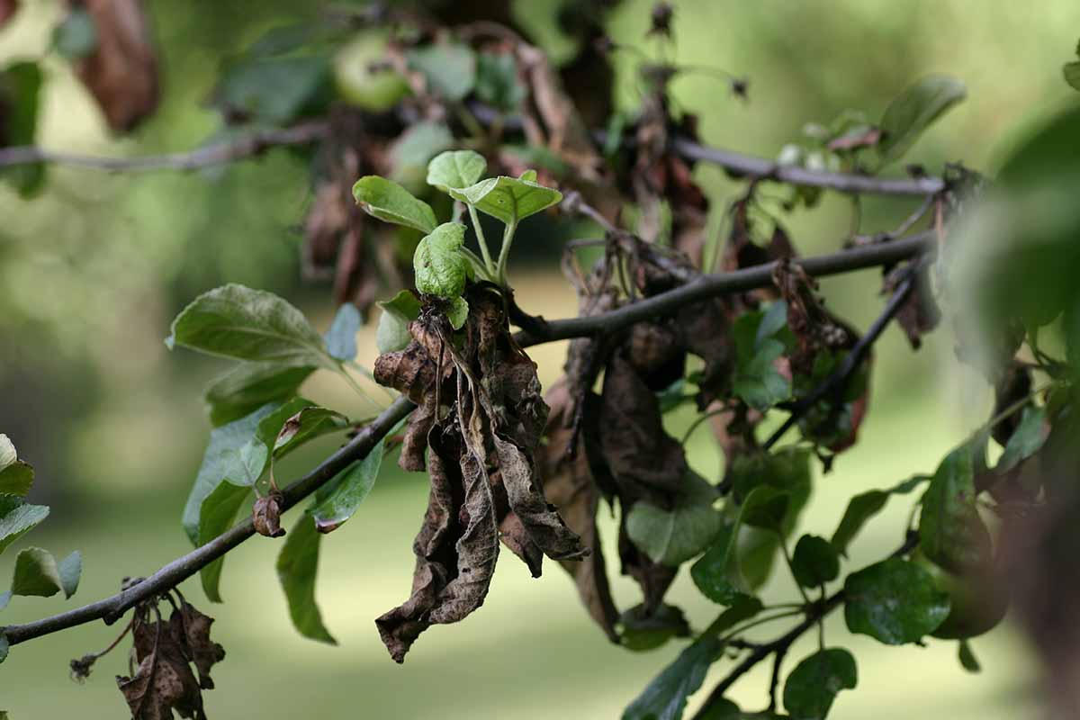 A close up horizontal image of an apple tree suffering from the symptoms of fireblight with withered, browning leaves.