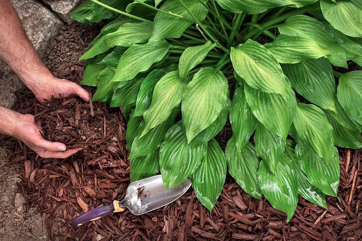 A close up horizontal image of two hands from the left of the frame applying mulch around hostas growing in the garden.