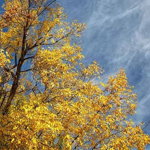 A square image of the fall foliage of an Arizona ash tree pictured on a gray background.