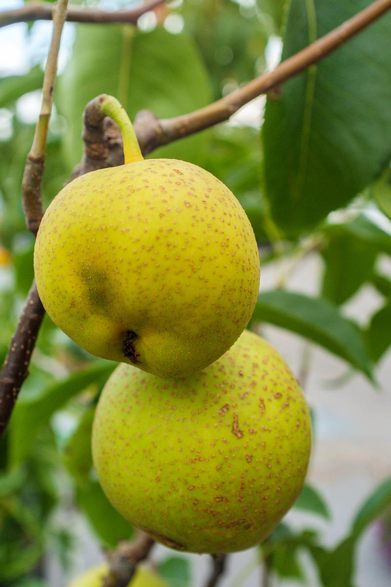 A close up vertical image of Asian pears growing on the branch of a tree pictured on a soft focus background.