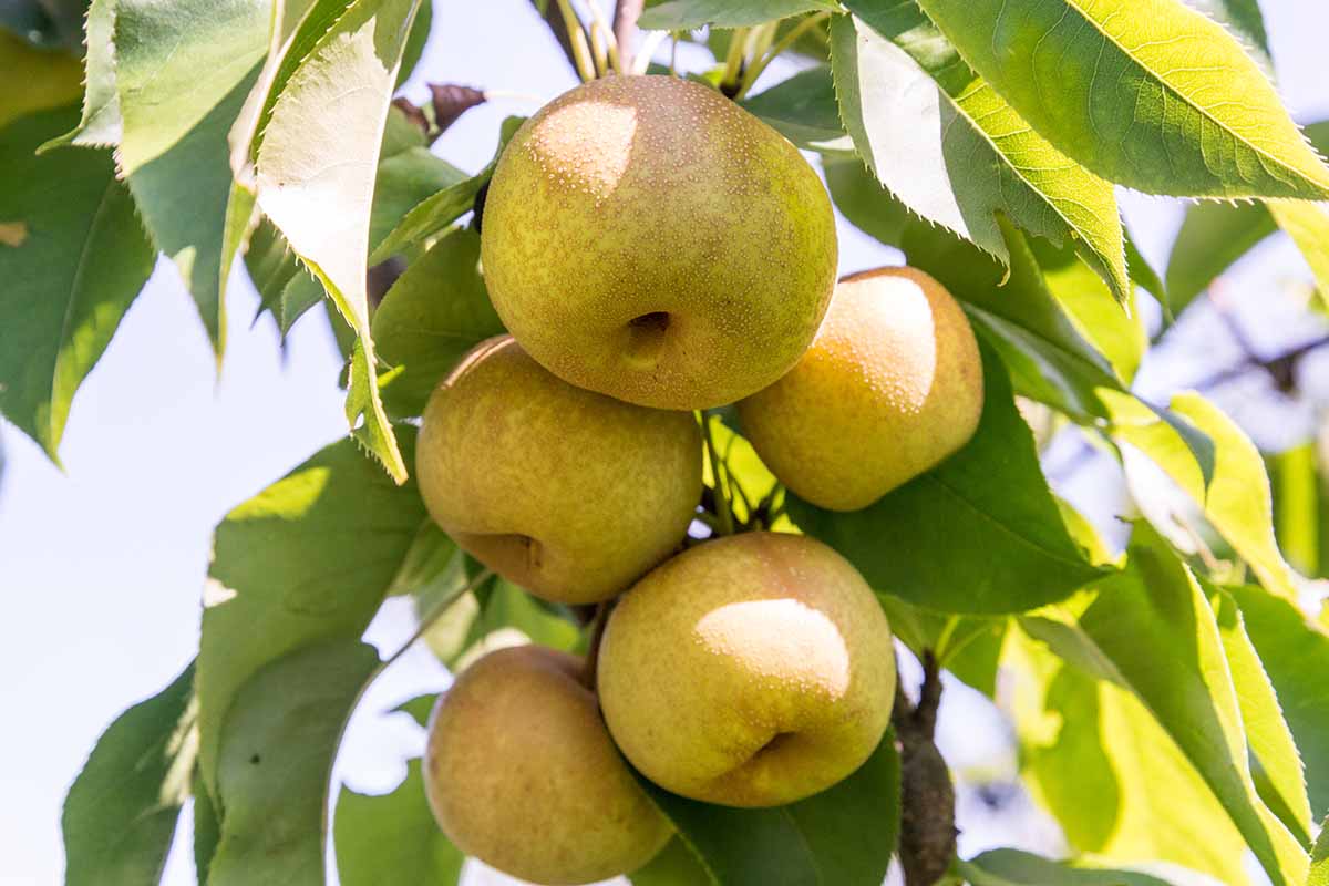 A close up horizontal image of nashi Asian pears ready to harvest pictured in light sunshine.
