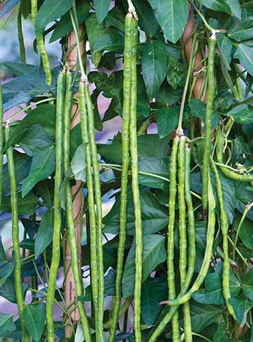 A close up of asparagus aka yardlong beans growing in the garden.