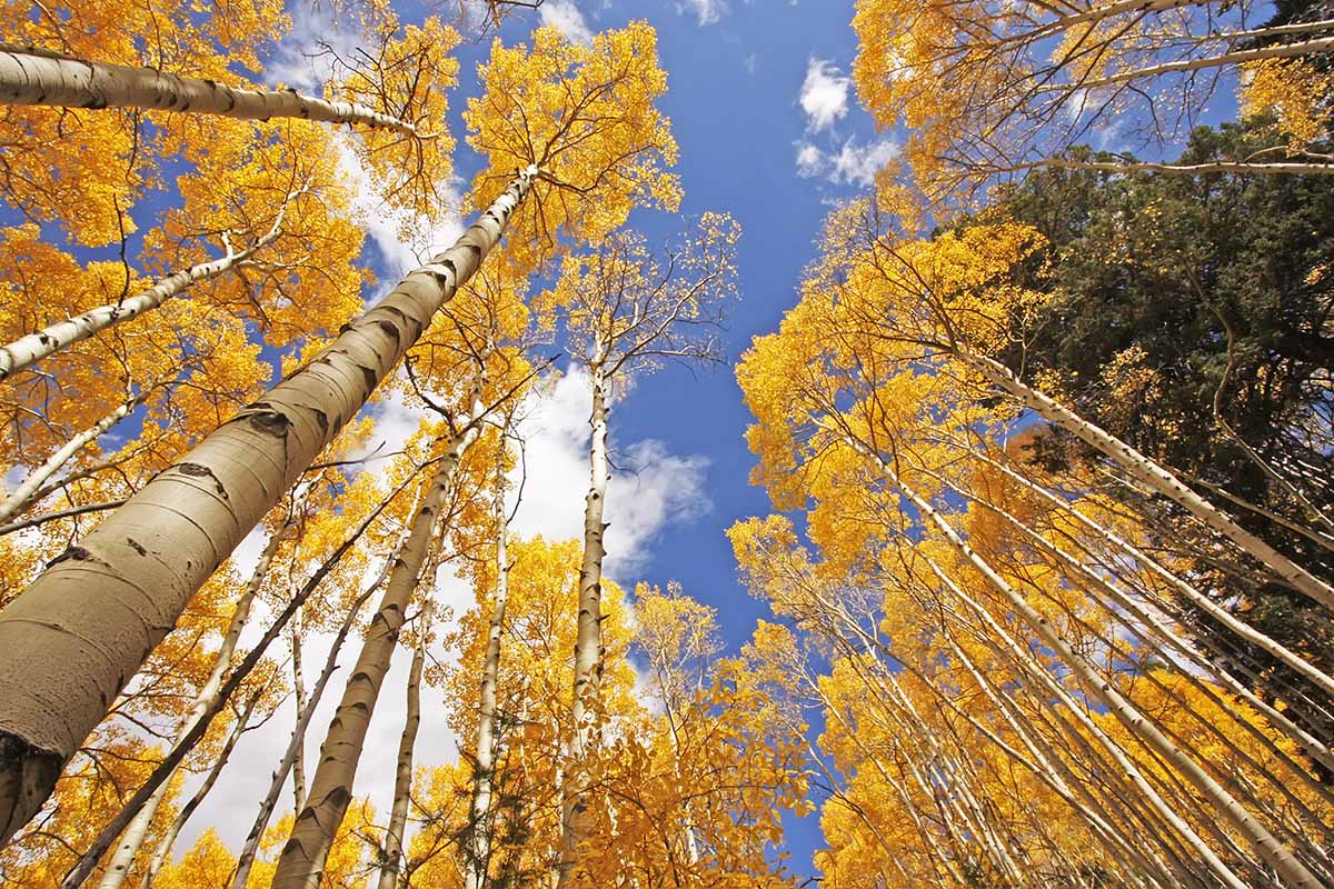 A view into the canopy of tall aspen trees with yellow fall leaves, pictured on a blue sky background.
