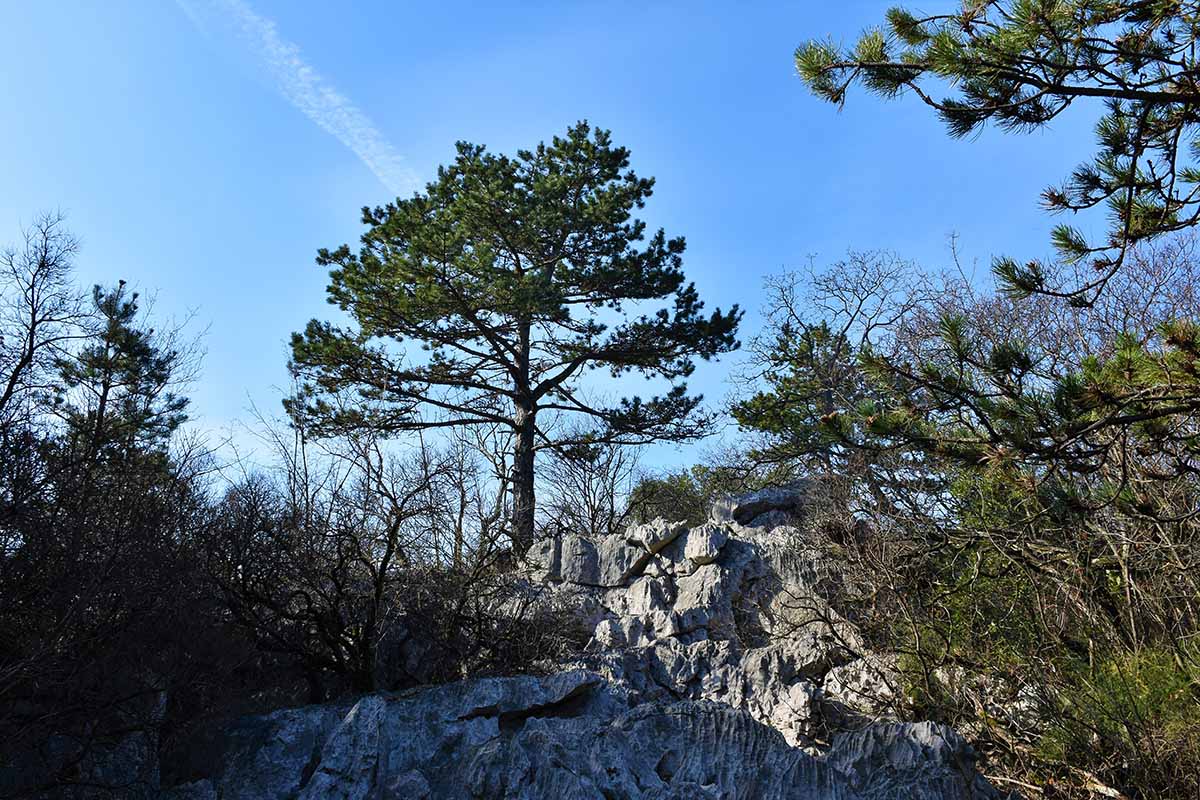 A horizontal image of Austrian pine growing at the top of an rocky bluff among other trees.