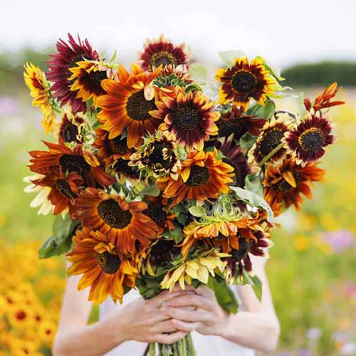 A square image of a gardener holding up a bunch of Autumn Beauty sunflowers.