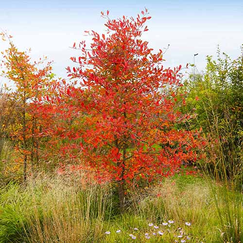 A square image of 'Autumn Brilliance' serviceberry tree growing in the landscape with red autumn foliage.